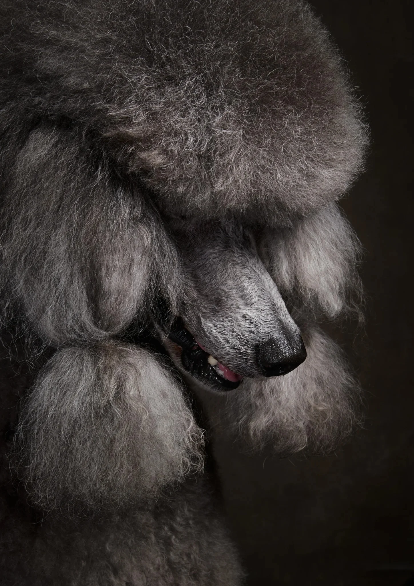Detailed macro portrait of a grey Poodle's coat.